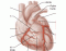 Major Arteries of the Heart
