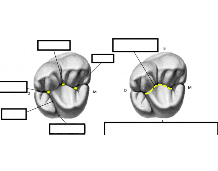 Lower Molar Occlusal Anatomy Occlusal Anatomy Of Maxillary First Molar lower-molar-occlusal-anatomy-occlusal-anatomy-of-maxillary-first-molar