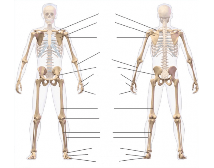 Basic Appendicular Skeletal Anatomy — Printable Worksheet