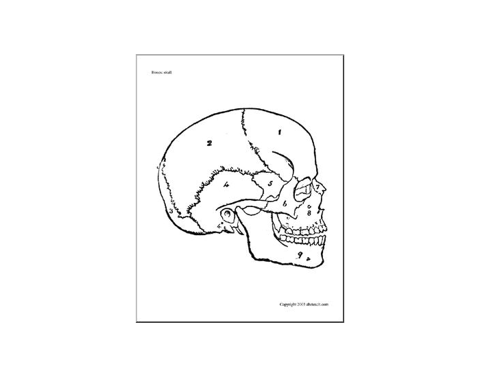 Human Skull Quiz