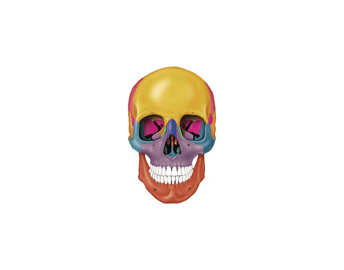 Anatomy Skull Printable Worksheet