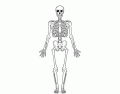 Skeleton (A Level)