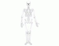 Human Skeleotn