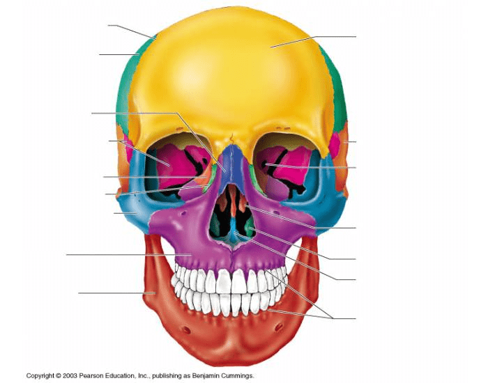 Human Skull Quiz