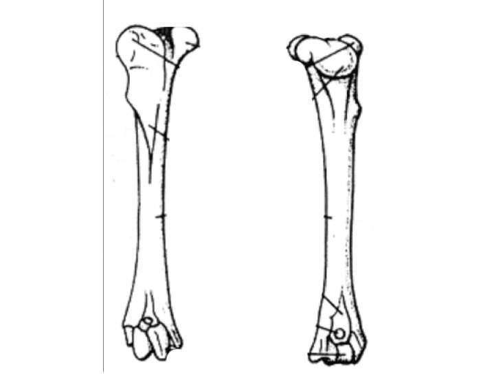 rabbit humerus Quiz