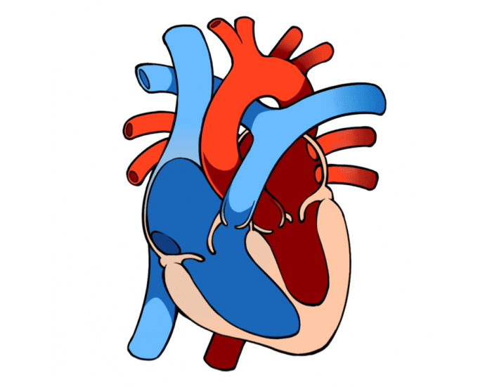 Anatomy Of Human Heart Quiz