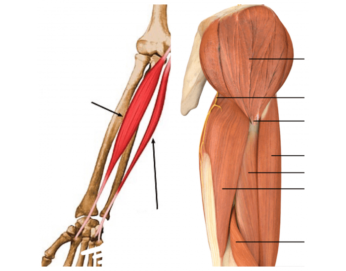 Arm Muscle Labeling Quiz