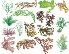 Common Seaweeds Quiz