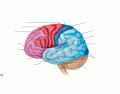 Functional Areas of the Cerebral Hemisphere