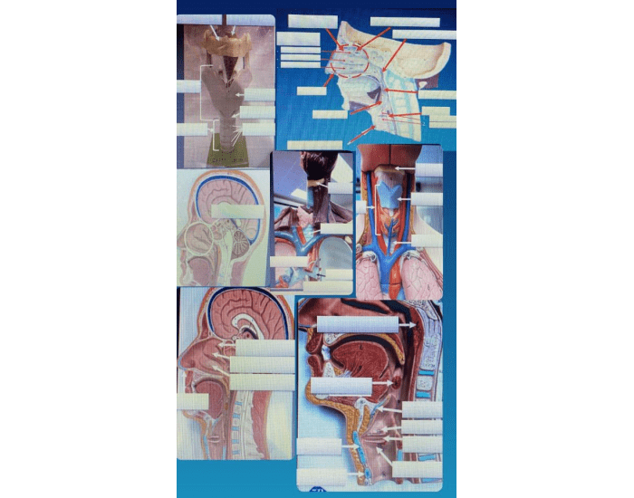 a&p lab practical 2.3 — Printable Worksheet