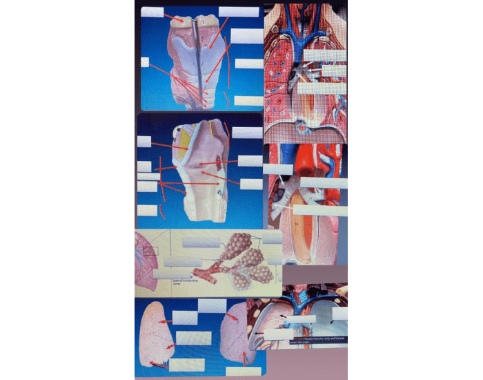 a&p lab practical 2.3 Quiz