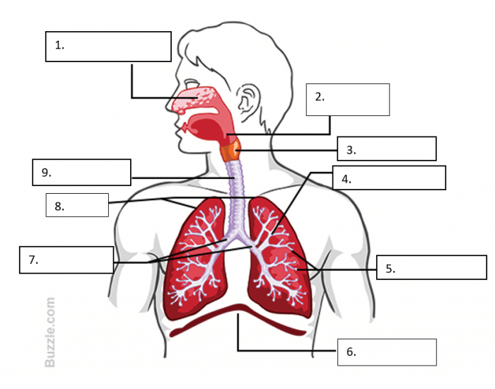 3.01 Structures of the Respiratory System Quiz