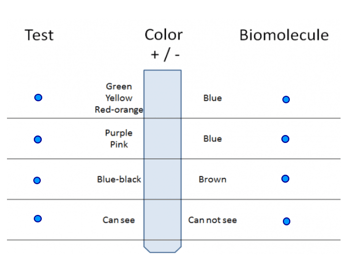 Biomolecule Testing Testing for Biomolecules Results Quiz