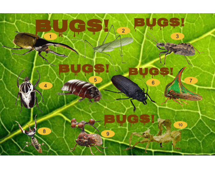 Top 10 Weirdest Bugs Quiz