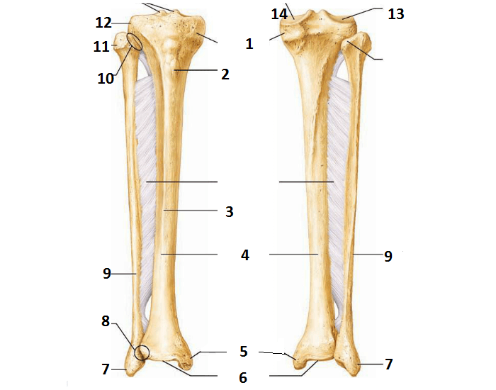 Labling Tibia Tibia and Fibula Labeling Quiz