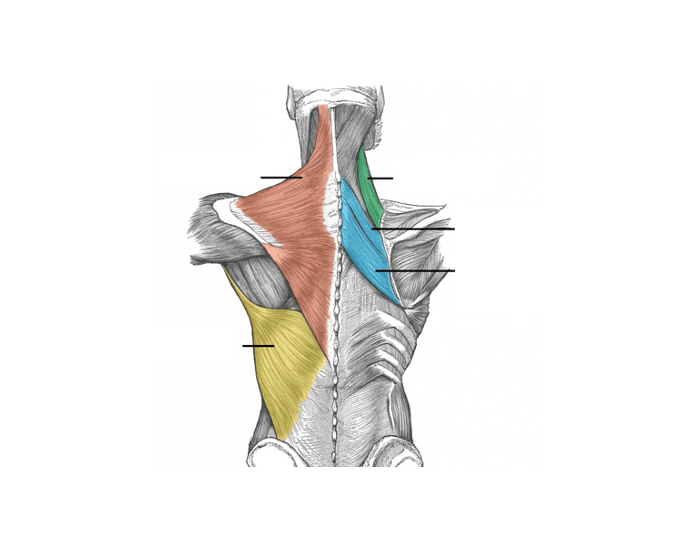 External Back Extrinsic back muscles Quiz