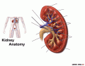 Kidney anatomy - basic