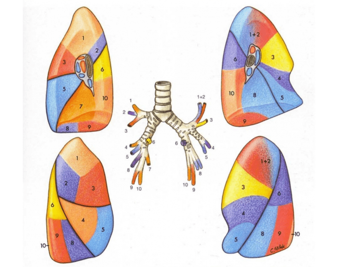 segmentos broncopulmonares