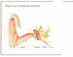 Urinrörets Anatomi Svenska + Latin — Printable Worksheet