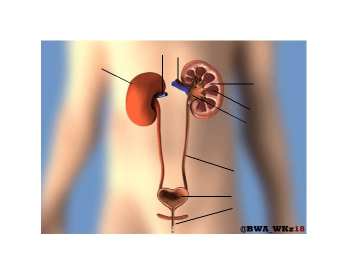 blank excretory system diagram