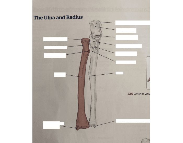 Ulna and Radius Labeling Quiz