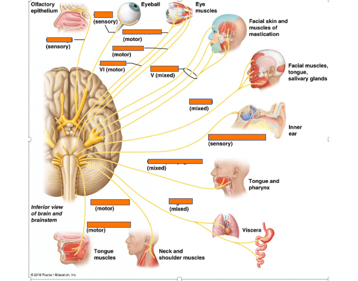cranial nerves Quiz