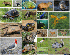 Animals of the Pantanal Quiz