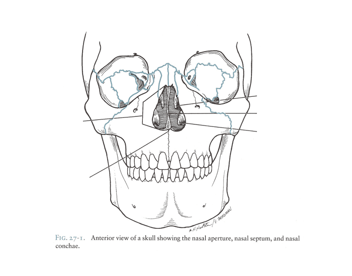 nasal conchae anterior view