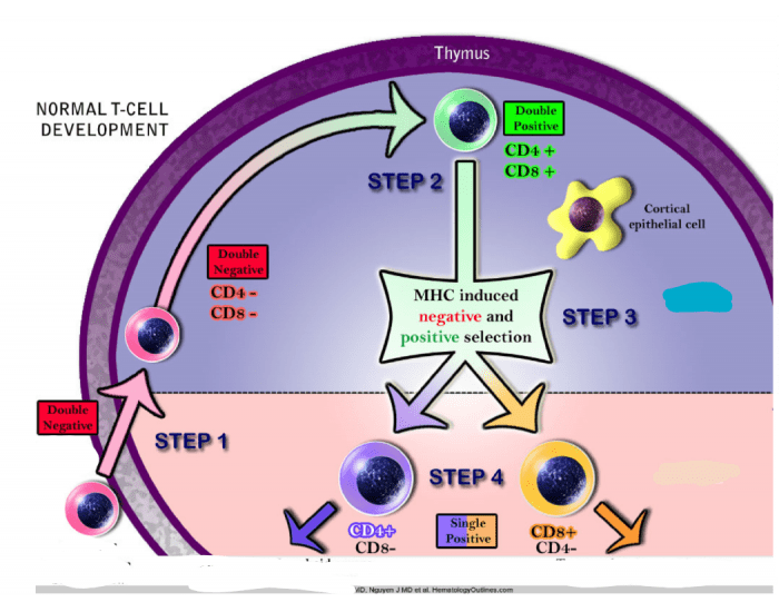 T Cell Development Path Normal T-Cell Development Quiz