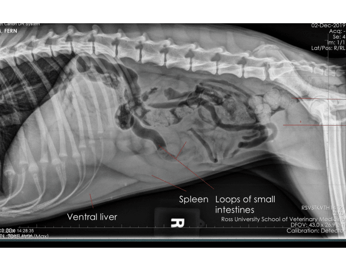 DI Right Lateral Abdomen Quiz