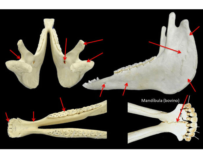 Anatomia da Mandíbula Quiz