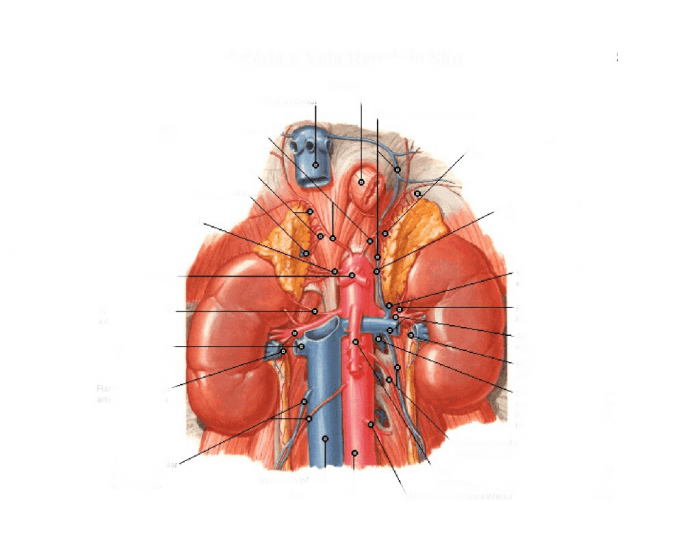 arterias y venas del riñón Quiz