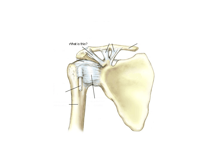 Shoulder Anatomy Quiz