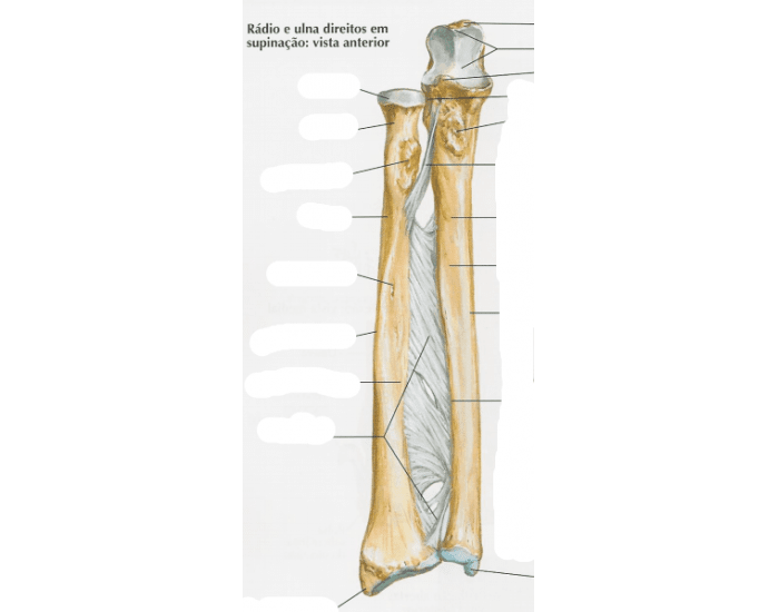 Úmero - Anatomia Quiz