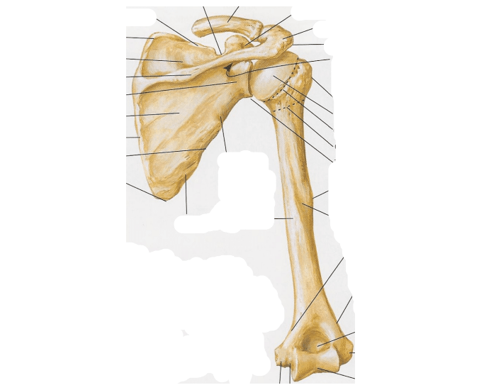 Anatomia do úmero Quiz