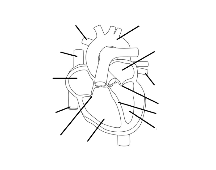 Heart Label Unit 1 Quiz