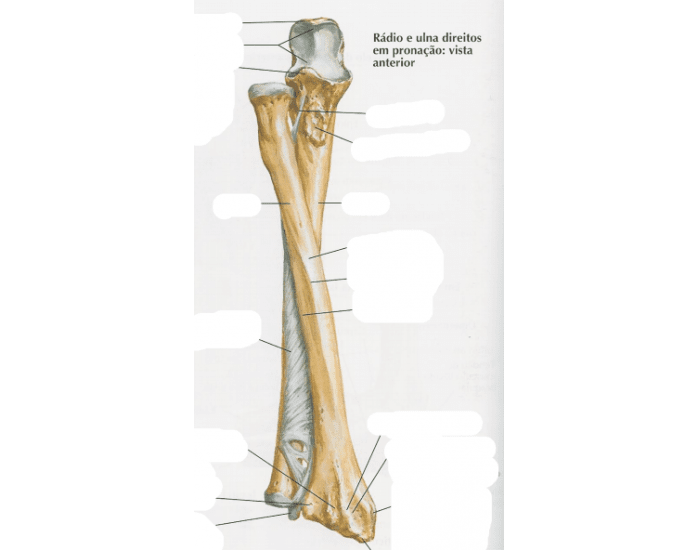 Anatomia do úmero Quiz