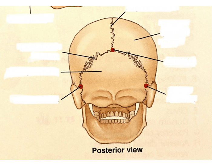Adult Cranial Sutures Posterior — Printable Worksheet 1653