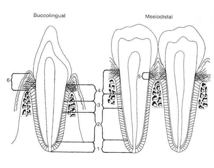 Sharpey's Fibers Quiz