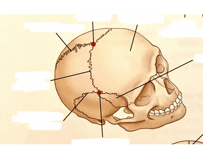 Adult Cranial Sutures Quiz 3036