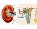 Estructura del riñón y nefrona
