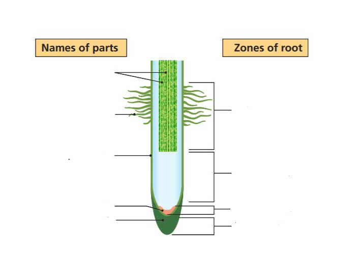 LS of the Root Quiz