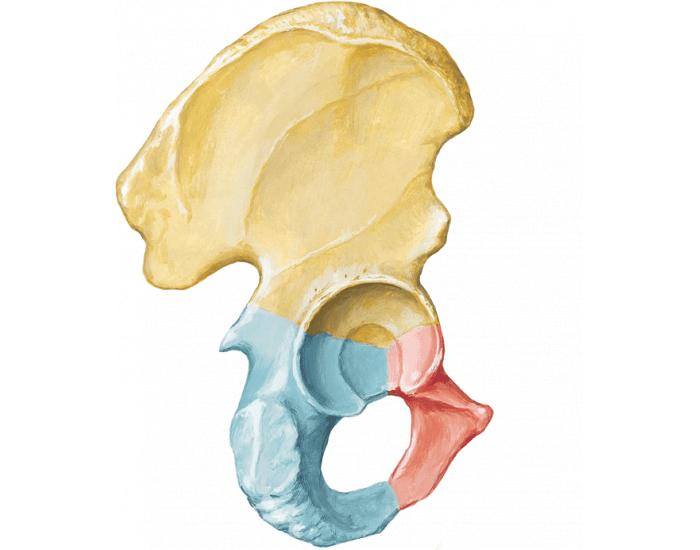 Osso do Quadril - Anatomia Quiz