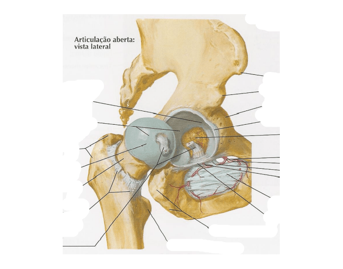 Osso do Quadril - Anatomia Quiz