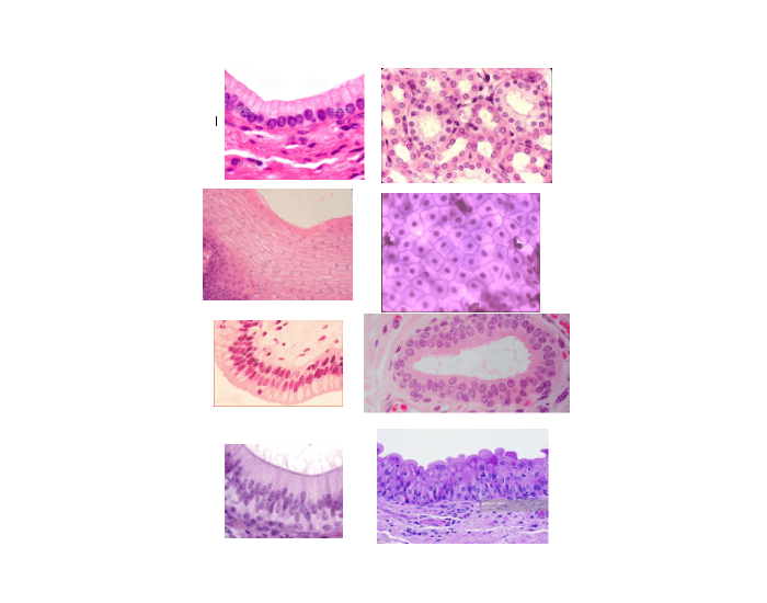 Labeling Epithelial Tissue — Printable Worksheet