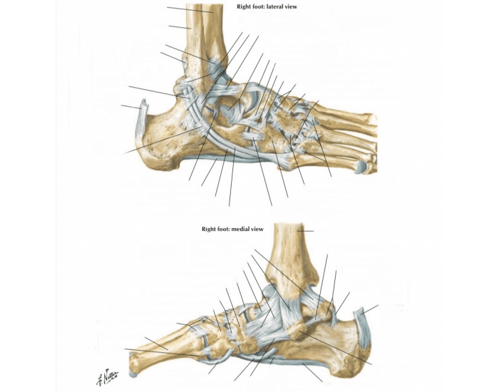 Foot ligaments and tendons Quiz