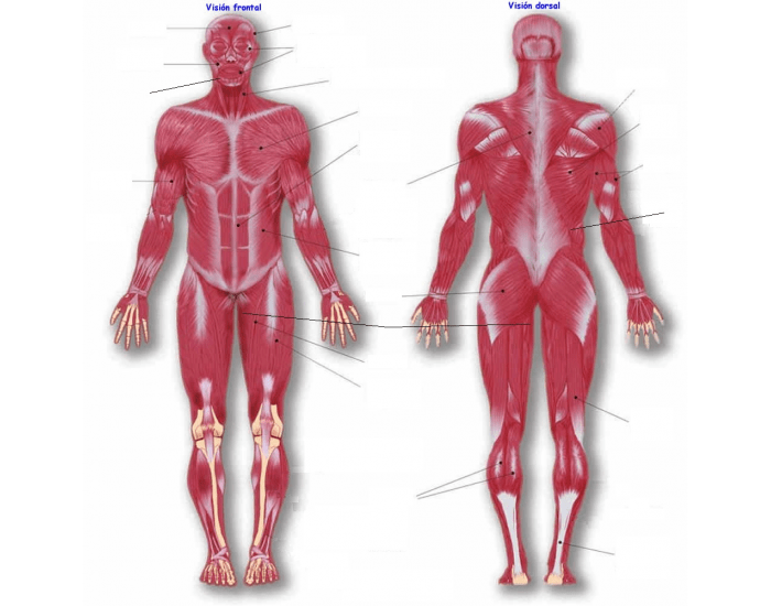 Sistema muscular Quiz