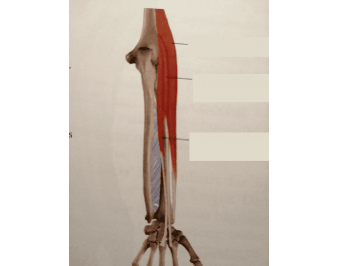 R Extensor Comp Radial extensor group — Printable Worksheet