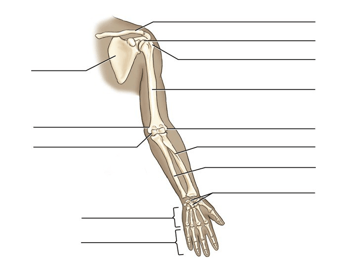 Upper Appendicular Skeleton Quiz Upper Appendicular Skeleton Quiz