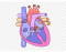 Full Heart Anatomy